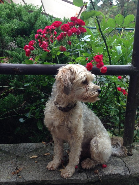 sammy und zara 5 20130830 1593575712 sammy und zara 5 20130830 1593575712