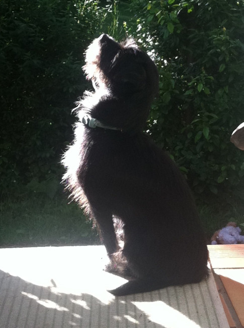 zara und sammy 1 20110524 1512379379 zara und sammy 1 20110524 1512379379