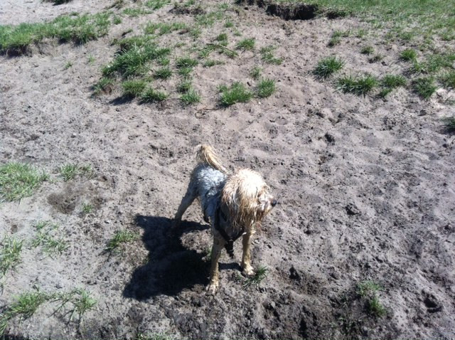 zara und sammy 1 20110608 1857582443 zara und sammy 1 20110608 1857582443