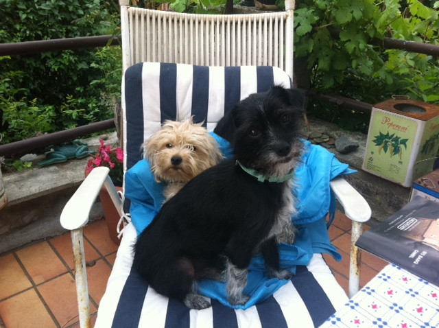 zara und sammy 1 20110621 1301889569 zara und sammy 1 20110621 1301889569