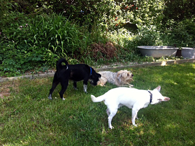 zara und sammy 20110424 1155120660 zara und sammy 20110424 1155120660