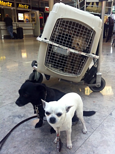 zara und sammy 20110424 1388073627 zara und sammy 20110424 1388073627