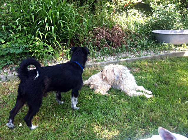 zara und sammy 20110424 1517370995 zara und sammy 20110424 1517370995