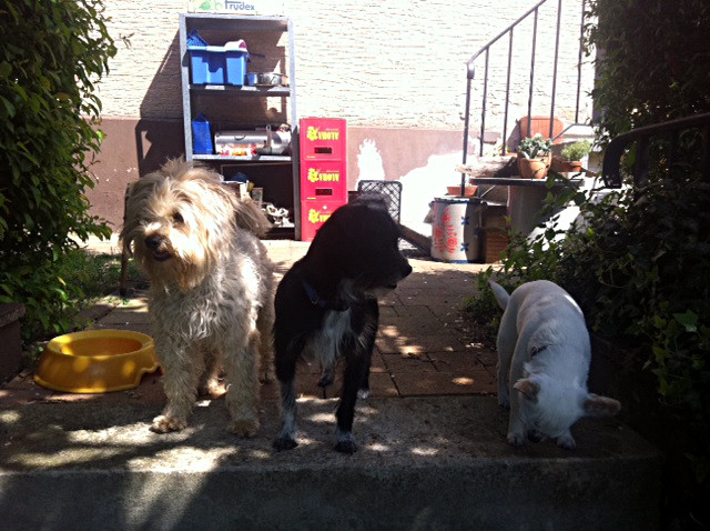 zara und sammy 20110424 1797701827 zara und sammy 20110424 1797701827