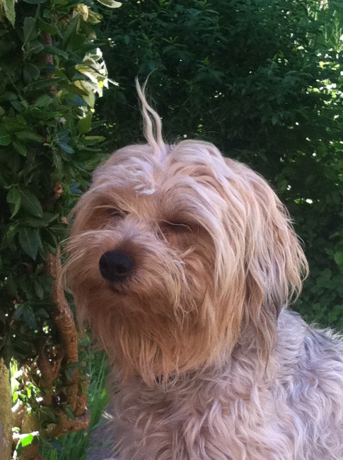 zara und sammy 2 20110524 1511300990 zara und sammy 2 20110524 1511300990