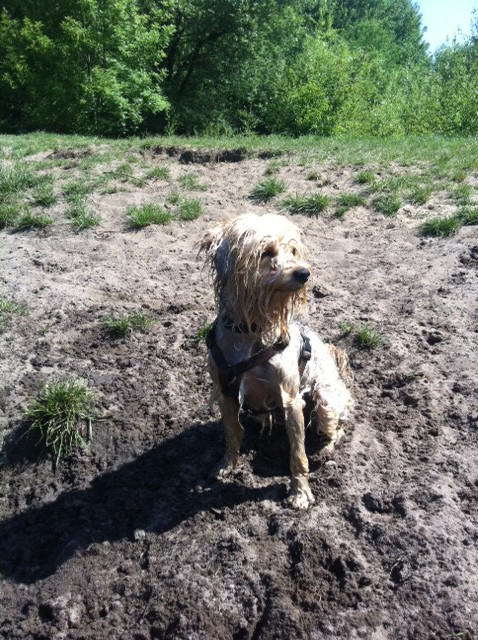 zara und sammy 2 20110608 1000932375 zara und sammy 2 20110608 1000932375