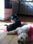 zara und sammy 3 20110608 1617598071 zara und sammy 3 20110608 1617598071