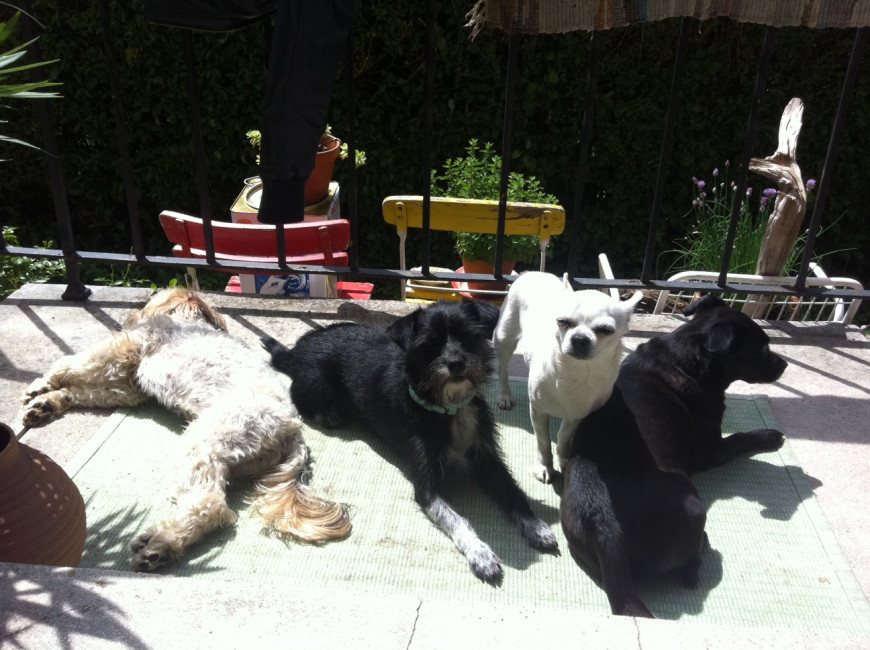 zara und sammy 4 20110524 1062054621 zara und sammy 4 20110524 1062054621