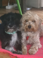 zara und sammy 5 20110608 1434313771 zara und sammy 5 20110608 1434313771