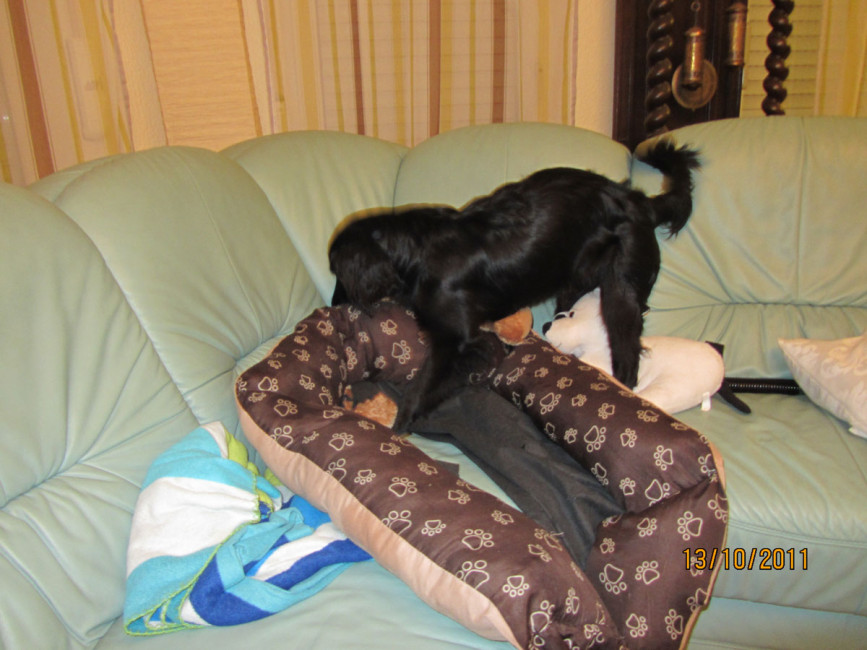 felipe 1 20111117 1550913737 felipe 1 20111117 1550913737