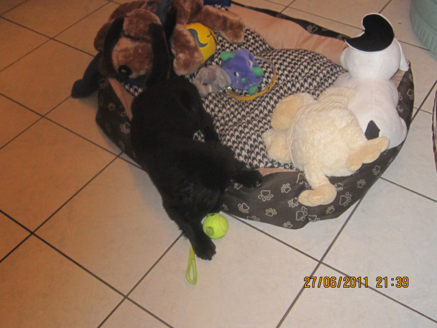 felipe 5 20110629 1531781596 felipe 5 20110629 1531781596