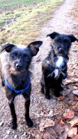 idefix tintin 2 20120103 1739736184 idefix tintin 2 20120103 1739736184