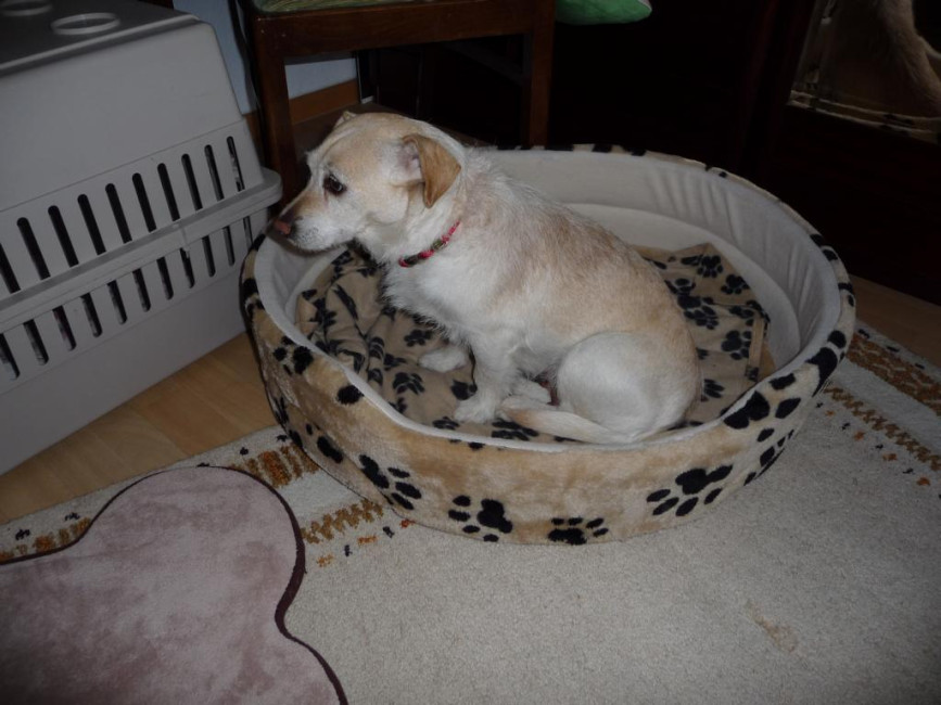 molly 3 20121231 1939562104