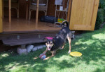 peppa 3 20120817 1508586509 peppa 3 20120817 1508586509