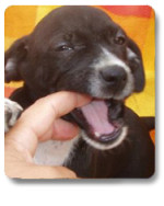 anjo 1 20110628 1369373104 anjo 1 20110628 1369373104