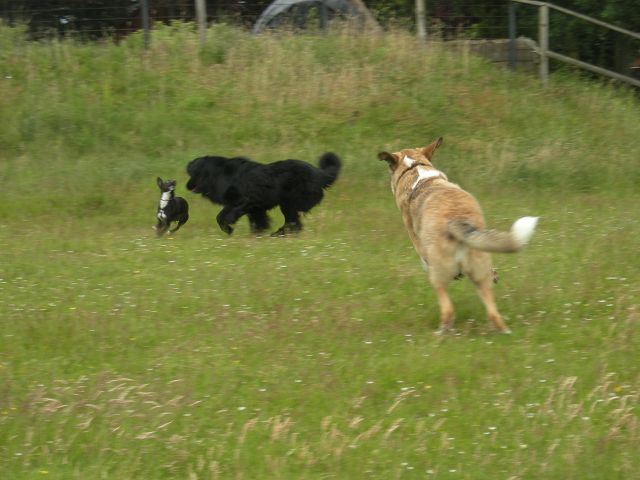 anjo 6 20110628 1807841769 anjo 6 20110628 1807841769