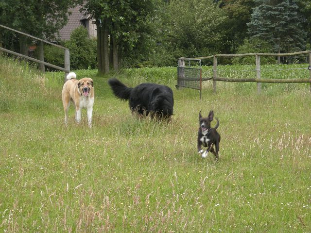 anjo 7 20110628 1747662269 anjo 7 20110628 1747662269