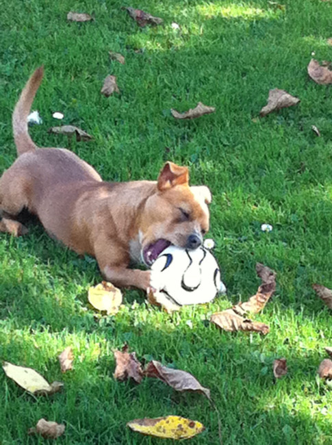 bobbele 3 20111016 2089067592 bobbele 3 20111016 2089067592