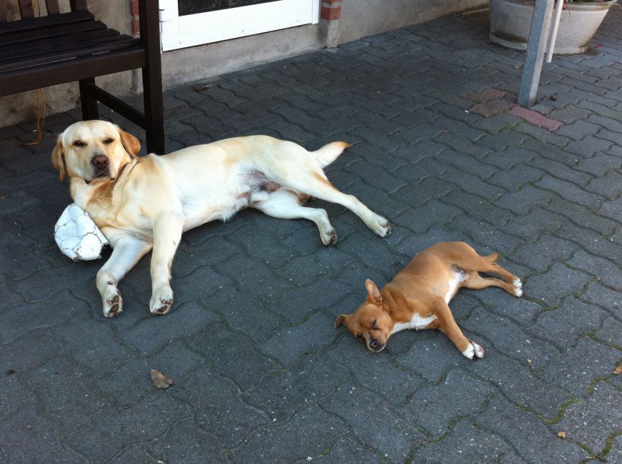 bobbele 5 20111016 1446540956 bobbele 5 20111016 1446540956