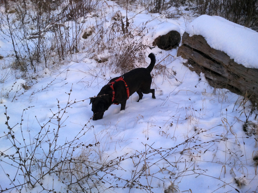 ronja 4 20120203 1722250140 ronja 4 20120203 1722250140