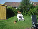 ronni 1 20120703 2032558177 ronni 1 20120703 2032558177