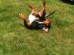 tintin 4 20120608 2006249613 tintin 4 20120608 2006249613