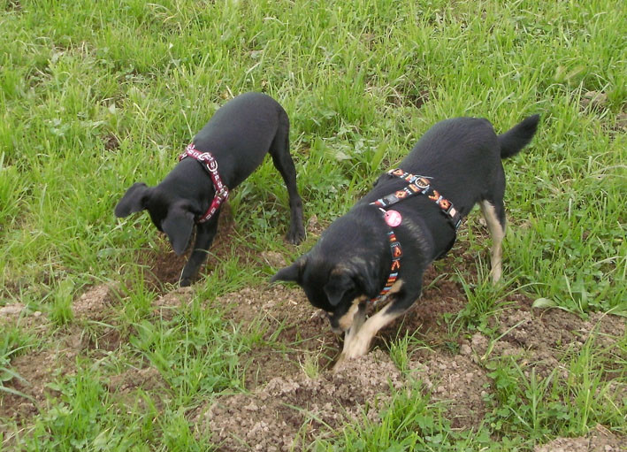 chico 1 20110905 1107178105