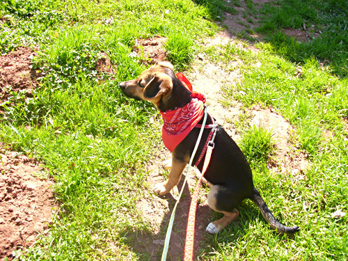 chopin 20110421 1426943858 chopin 20110421 1426943858