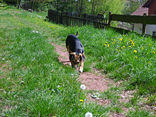 chopin 20110421 1463552211 chopin 20110421 1463552211