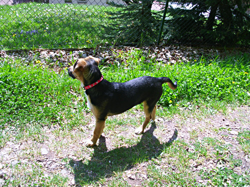 chopin 20110421 2033468083 chopin 20110421 2033468083