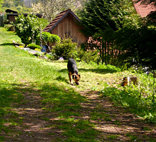 chopin 20110421 2061255657 chopin 20110421 2061255657