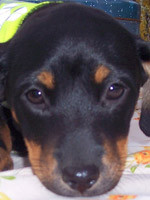 Carina
