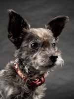 Trüffel (Stella)