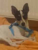 Tuti