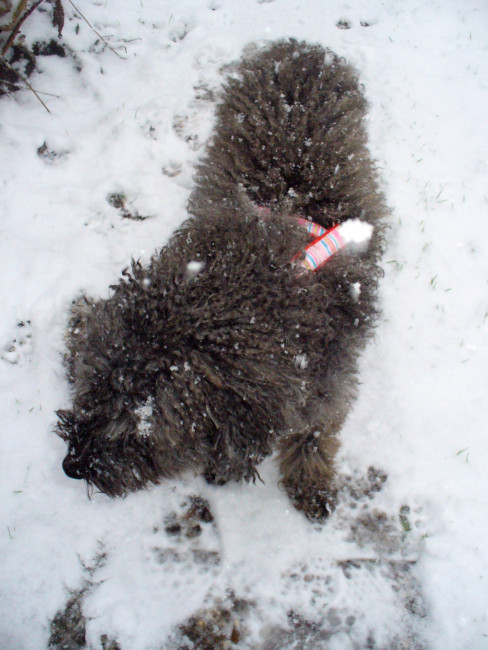 paco 20110217 1054202693 paco 20110217 1054202693