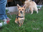 pepita 2 20110801 2089245421 pepita 2 20110801 2089245421