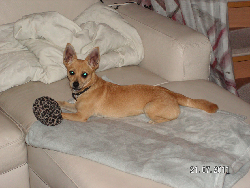 pepita 3 20110801 1333272654