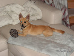 pepita 3 20110801 1333272654 pepita 3 20110801 1333272654