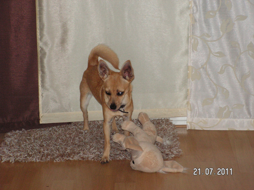 pepita 4 20110801 2026155537 pepita 4 20110801 2026155537