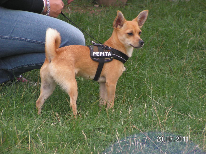 pepita 5 20110801 1496043512 pepita 5 20110801 1496043512