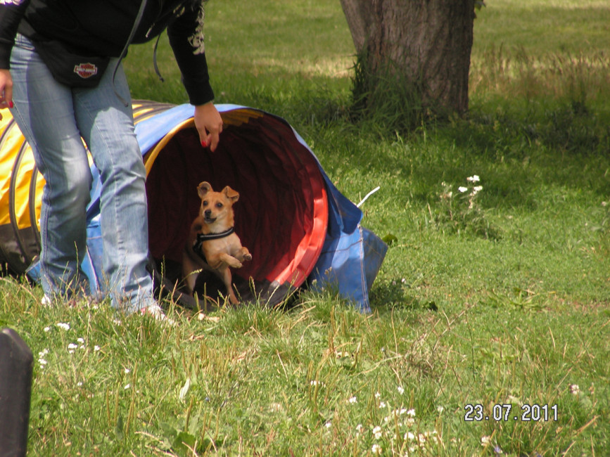 pepita 6 20110801 1216135852 pepita 6 20110801 1216135852