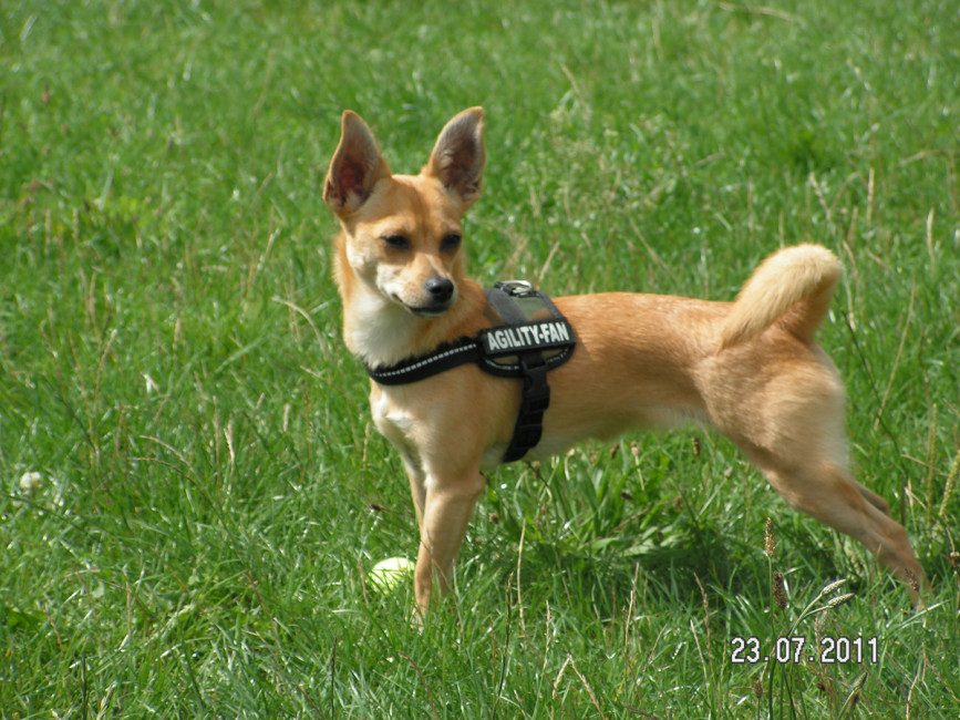 pepita 7 20110801 1105733054 pepita 7 20110801 1105733054