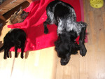 pippa 20110326 1567899100 pippa 20110326 1567899100