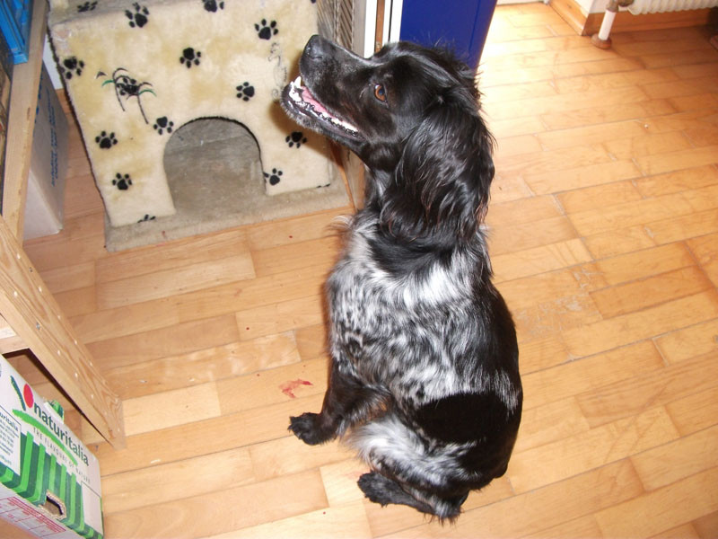 pippa 20110402 1384688575