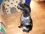 pippa 20110402 1384688575 pippa 20110402 1384688575