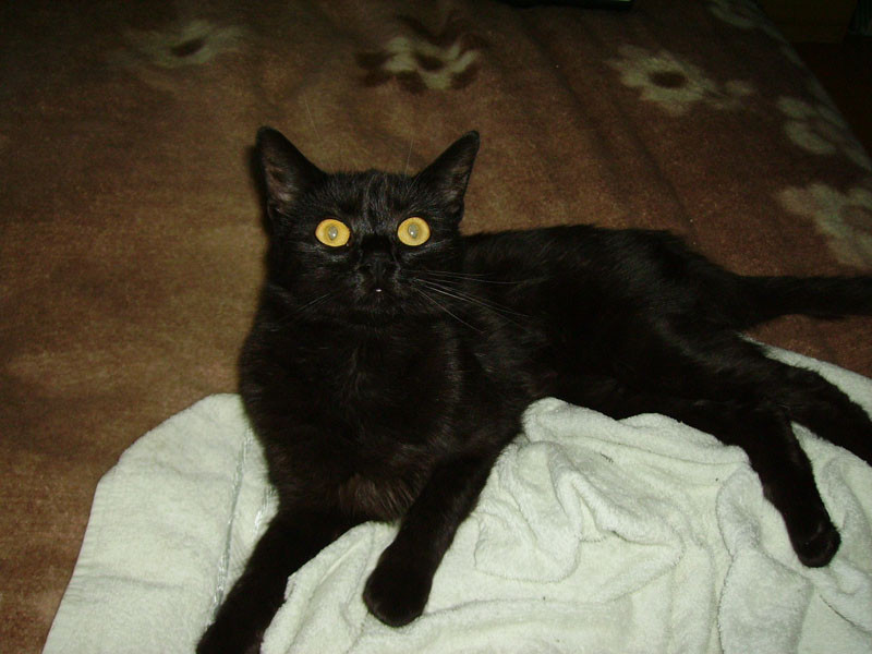 pippa 20110402 1606886534 pippa 20110402 1606886534