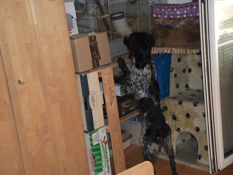 pippa 20110402 1863556863 pippa 20110402 1863556863