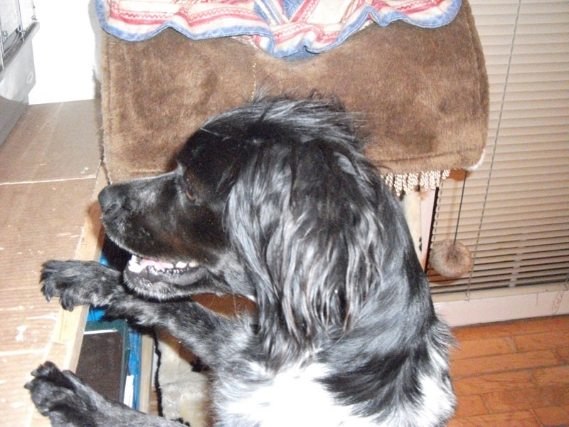 pippa 20110402 2011106340 pippa 20110402 2011106340