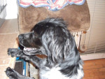 pippa 20110402 2011106340 pippa 20110402 2011106340
