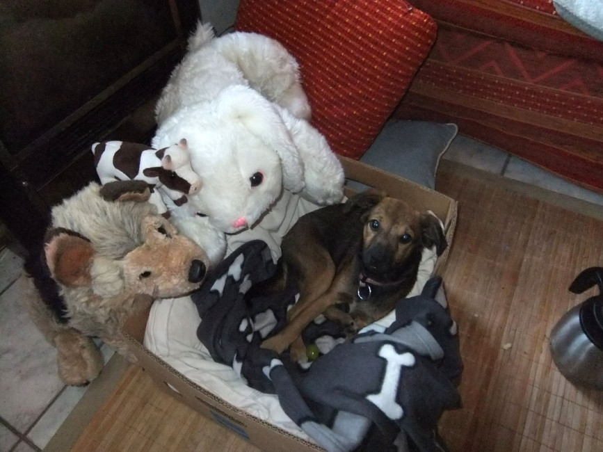 rolando 6 20111018 1086978220 rolando 6 20111018 1086978220